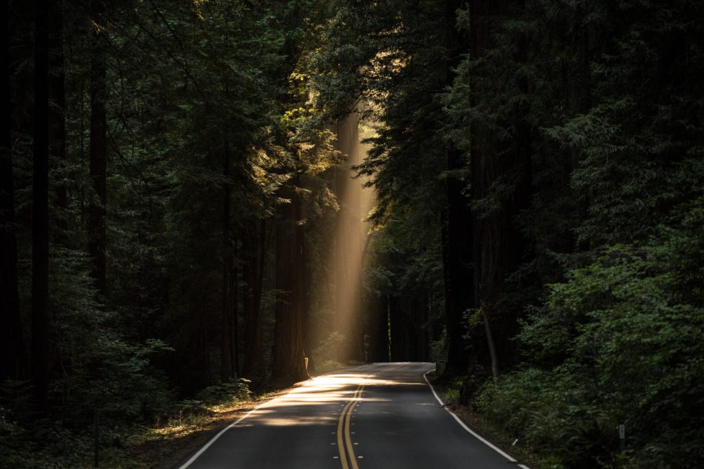 Route dans la forêt