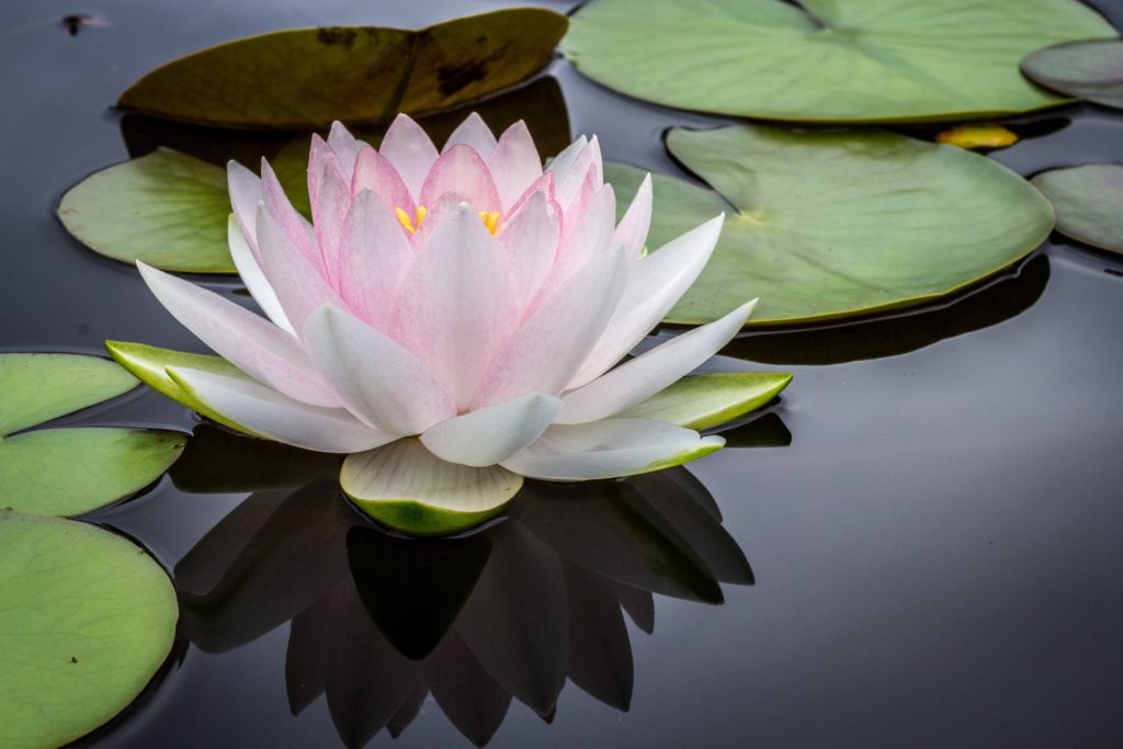 Fleur de lotus sur l'eau